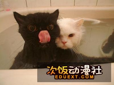 TV动画香蕉猫咪不可思议的伙伴们将于今秋开始播出的消息。